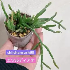 chiichansushi様 リクエスト 2点 まとめ商品