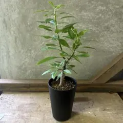 プロテア ネリーフォリア 鉢植え14 ワイルドフラワー ドライガーデン