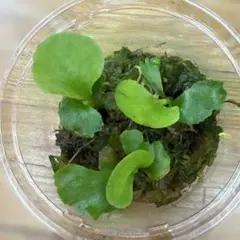 2025年最新】マダガスカリエンセの人気アイテム - メルカリ