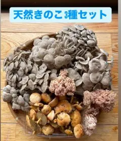 2025年最新】ハナイグチの人気アイテム - メルカリ