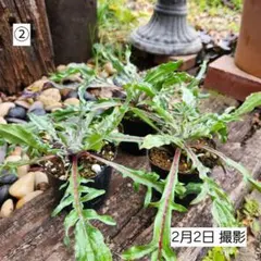 ジムニー様 リクエスト 2点 まとめ商品