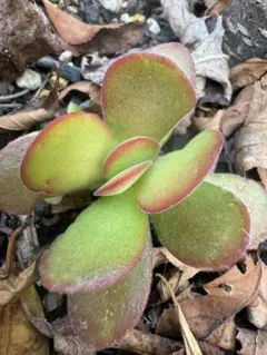 すず様 リクエスト 3点 まとめ商品