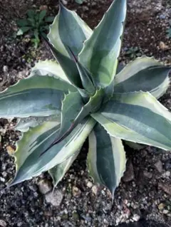 2025年最新】オバティフォリア オルカの人気アイテム - メルカリ