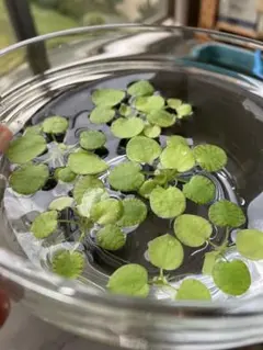 アマゾンフロッグピット 浮き草 水草のサムネイル