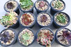 アエオニウム12品種セット「ライチ斑入り&西施&Fruits Candy…」