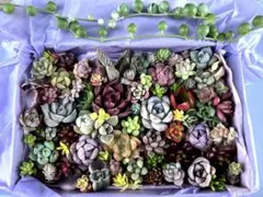 エケベリア .セダムカット苗寄せ植えセット