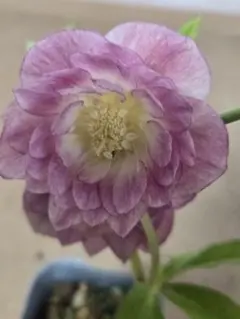 Angie様 リクエスト 3点 まとめ商品