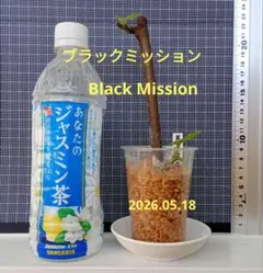 イチジク☆ブラックミッション　発根済のサムネイル