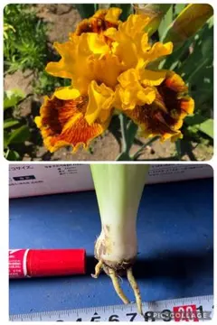 rui様 リクエスト 2点 まとめ商品