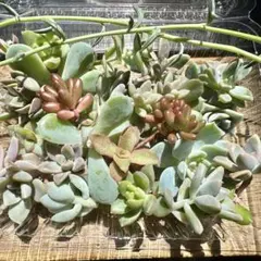 多肉植物 多肉 ランダム セット 観葉植物 植物 観賞用 セダム 葉挿し