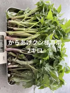 北海道産　天然物　シドケ　モミジガサ　2キロ