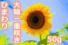 大輪一重咲きひまわり 【1袋50g】