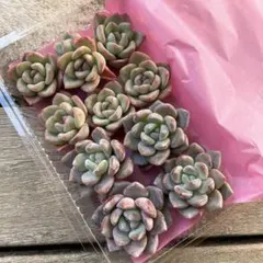 k*i様 多肉植物寄せ植えセット