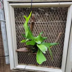 ビカクシダ ビフルカツム天然流木ハンギング カッコいい流木のサムネイル