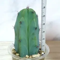 19 선인장, 류진, 뿌리 좋고 굵고 건강한 모종 ★ 안전한 용기와 함께 배송