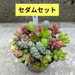 多肉植物 アエオニウムカット苗セット - メルカリ