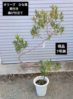 現品　オリーブ　ヒナカゼ　実付き　7号鉢 現品 オリーブ ヒナカゼ 実付き 7号鉢 - メルカリ