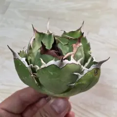 イラン株　angryheart アガベ チタノタ アングリーハート | GREEN LUCK