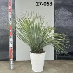 ユッカ　ロストラータ【27-053】2頭株