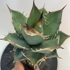 2025年最新】オアハカオテロイの人気アイテム - メルカリ