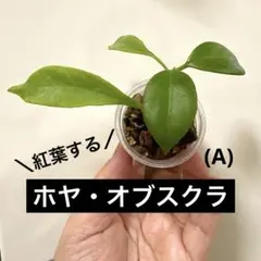 紅葉するホヤ・オブスクラ　(A). カップごと発送