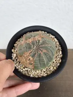 シンメトリカ 仔吹きタイプではない 3.5寸 7cm 美株 ユーフォルビア ユーフォルビア シンメトリカ（仔吹きシンメトリカ） Euphorbia