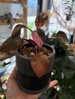 blumo copper pot TYPE #1 植木鉢 銅製 花器 陶器 - メルカリ