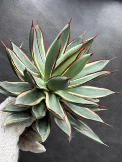 2026年最新】アガベ チタノタ ボールの人気アイテム - メルカリ