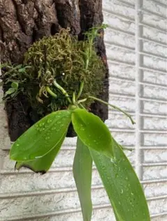胡蝶蘭 自然種 山木 激レア 入手困難phal.lueddemanniana - メルカリ