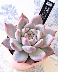 2025年最新】リンゼアナの人気アイテム - メルカリ