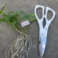 かっちゃん様 リクエスト 2点 まとめ商品