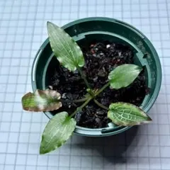 2025年最新】クリプトコリネの人気アイテム - メルカリ