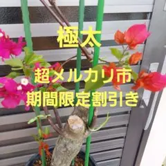 ブーゲンビリア　No.13 盆栽苗 らくらくメルカリ便発送‼️ 2026年最新】ブーゲンビリア 盆栽の人気アイテム - メルカリ