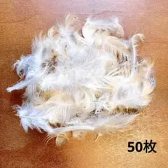 メンフクロウ 羽 約50枚 模様あり