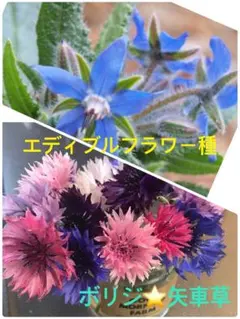 国華園オンラインショップ / 種 花たね 矢車草セット 3種3袋 信州産