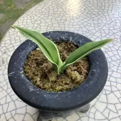 【♪余剰苗特売市♪】富貴蘭　翠扇 ♪余剰苗特売市♪】富貴蘭 翠扇錦（最上柄） - メルカリ