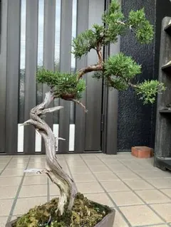 超大特価！真柏盆栽 糸魚川　文人風　究極の逸品！ 2025年最新】真柏 文人の人気アイテム - メルカリ
