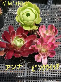 多肉植物 センペルビウム パシフィックグレース 6cmポット苗① - メルカリ