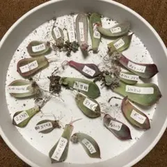 なおさん様 リクエスト 2点 まとめ商品