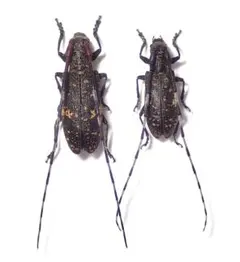 2026年最新】カミキリ 昆虫標本の人気アイテム - メルカリ