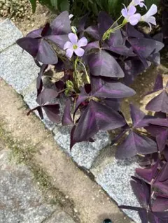 オキザリス トリアングラリス 紫の葉 苗のサムネイル