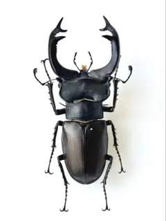 長崎県 対馬産 オオクワガタ メス 野外品 座標付き 対馬産 野外品 オオクワガタ メス - メルカリ