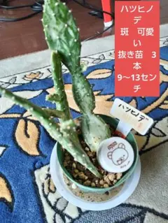 サボテン　ハツヒノデ　抜き苗　3本 斑はっきり　新芽　珍しい 9〜13センチのサムネイル