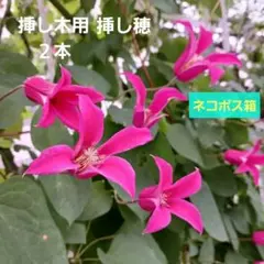 2025年最新】挿し穂クレマチスの人気アイテム - メルカリ
