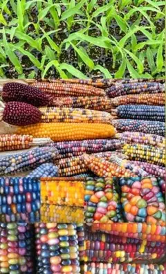 虹色コーン30苗セット　　　　　 おまみちゃん様専用ページ