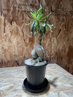 アデニウム オベスム 特大株 塊根植物 抜き苗発送 - メルカリ