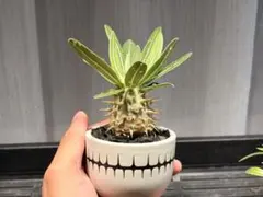 本日限定値下げ！　valiem バリエム　鉢　検）パキプス　グラキリス アガベ 発根済 奇人 グラキリス VAG-04 × VALIEM BOWL ［ グラキリス専用鉢 ］