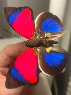 虹色！？ 野外採集品 ガダルカナル島産 ビクトリアトリバネアゲハ 原名亜種 虹色！？ 野外採集品 ガダルカナル島産 ビクトリアトリバネアゲハ 原名