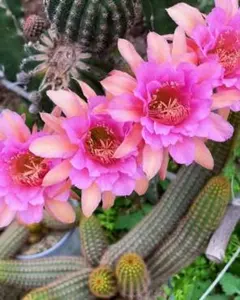 蓉蓉 人気種　金紐シリーズ　花サボテン　カキコ 発根済のサムネイル