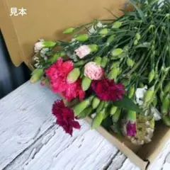 2026年最新】スターチス 苗の人気アイテム - メルカリ